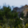 Pipit rousseline sur le Larzac